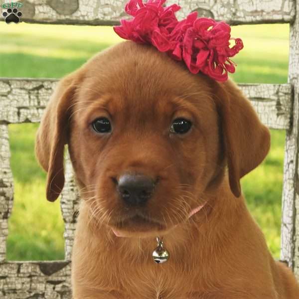 Princess in Red, Fox Red Labrador Retriever Puppy